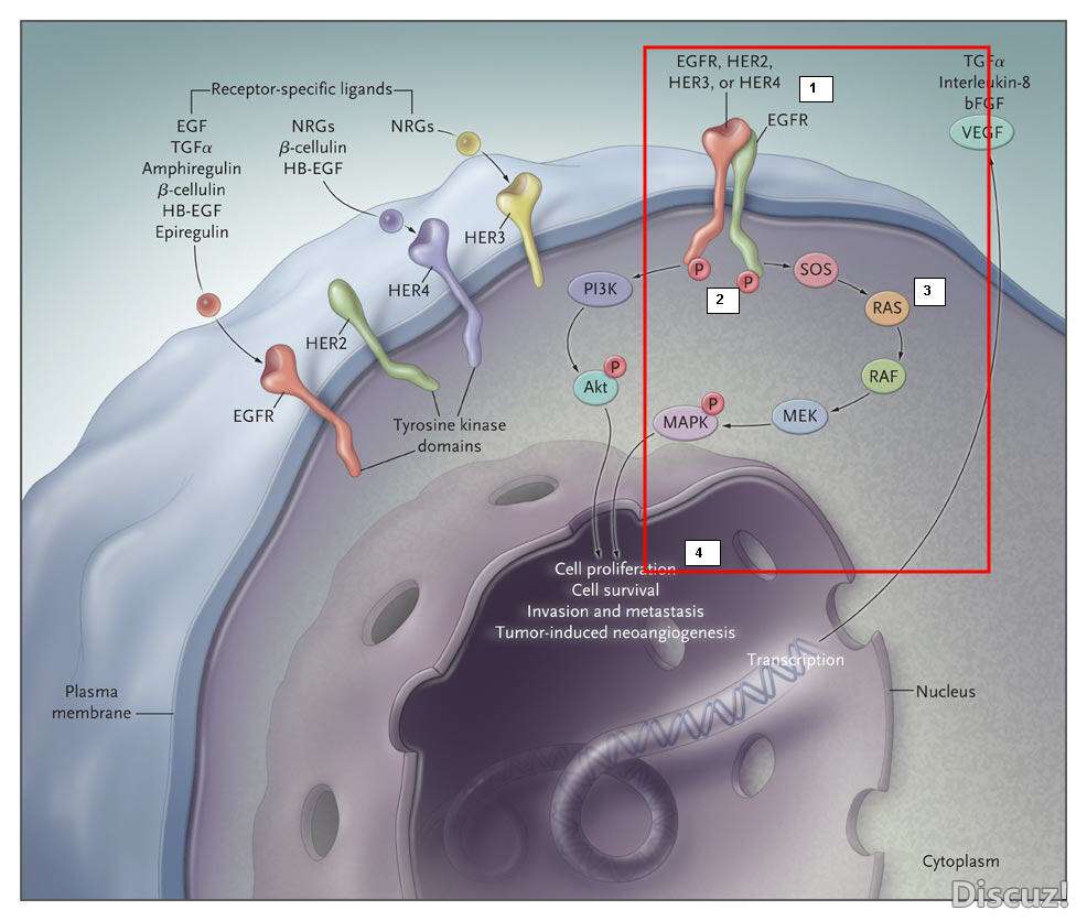 EGFR signaling pathway.jpg