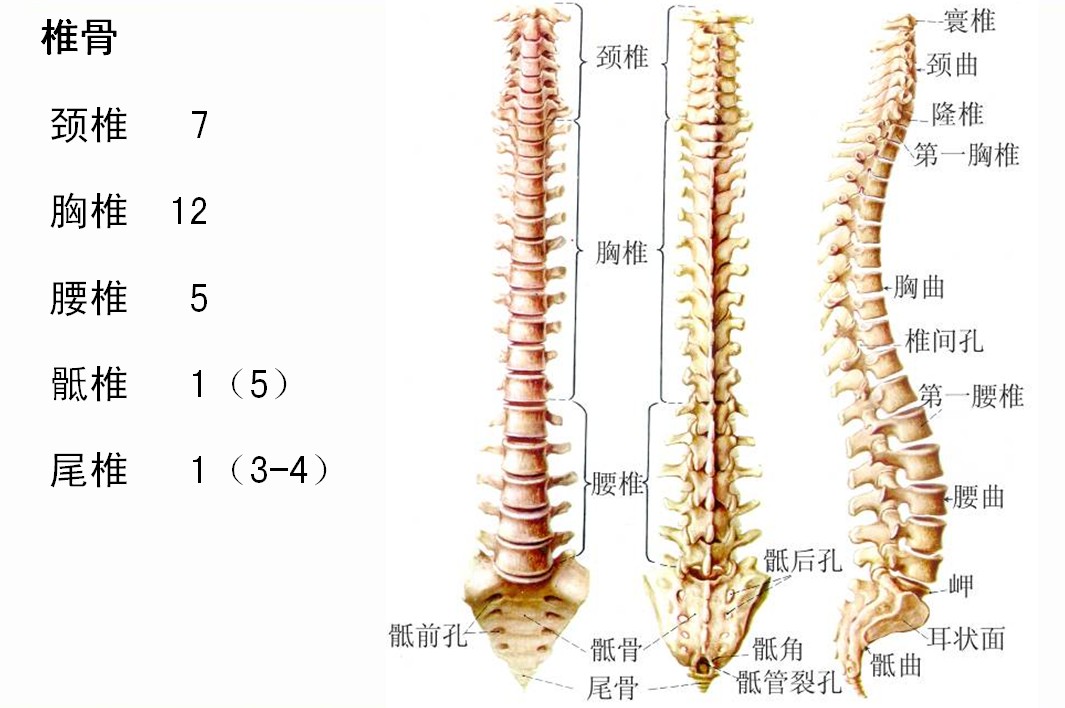 脊椎骨.jpg