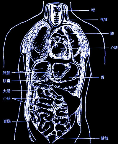 人体内部器官结构图.jpg