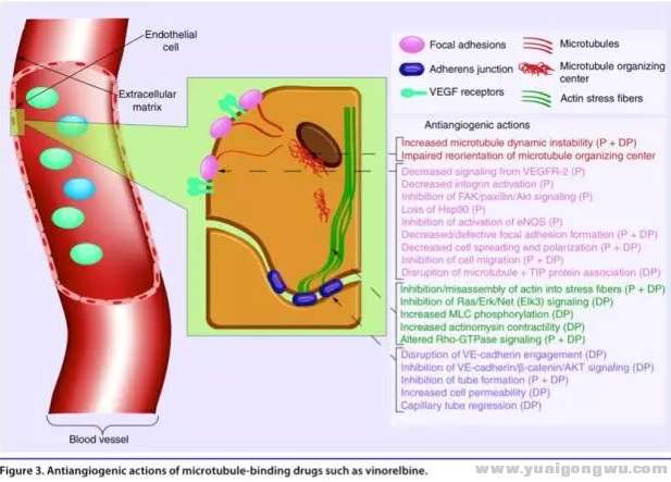 口服微管蛋白抑制剂对于抑制肿瘤新生血管的作用.jpg