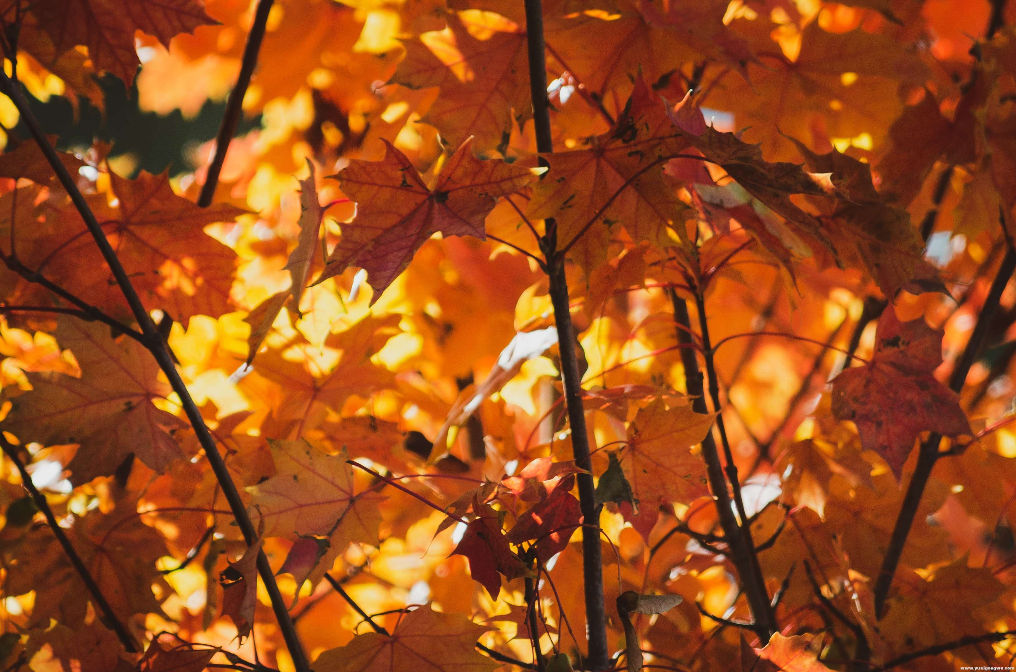 autumn-autumn-color-autumn-foliage-3070356.jpg