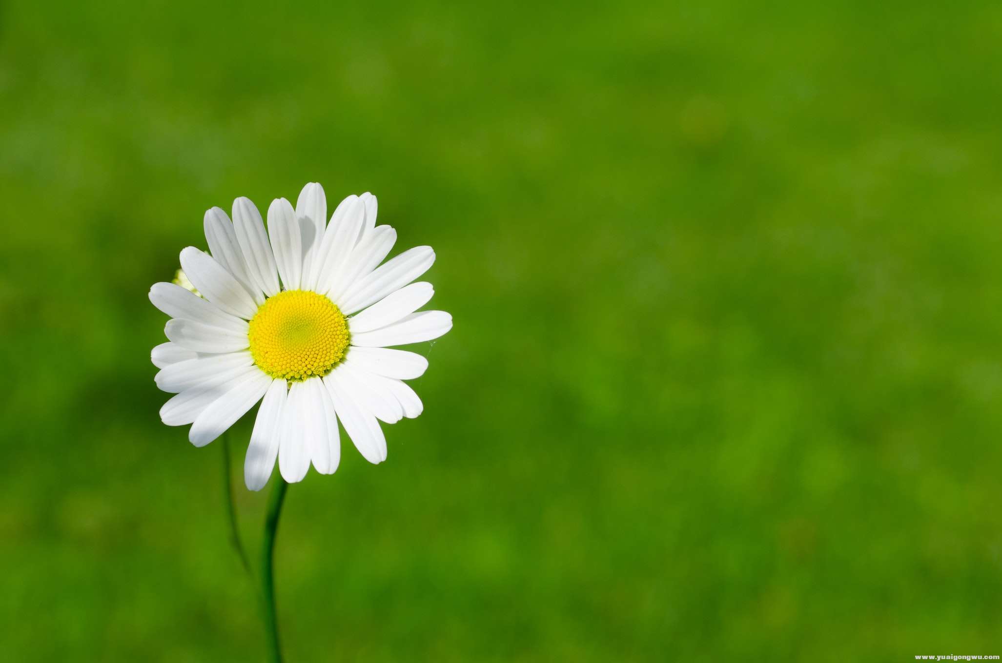 white-daisy-closeup-photography-597055.jpg