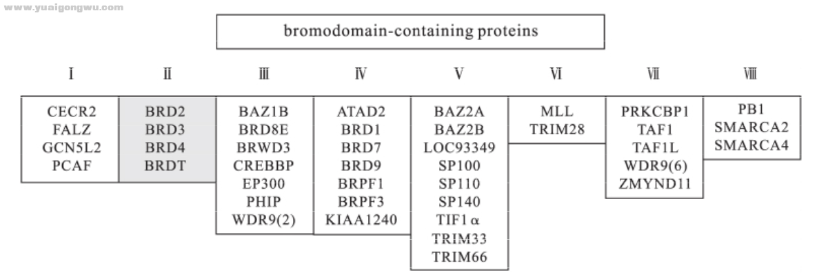 图1 含溴结构域蛋白