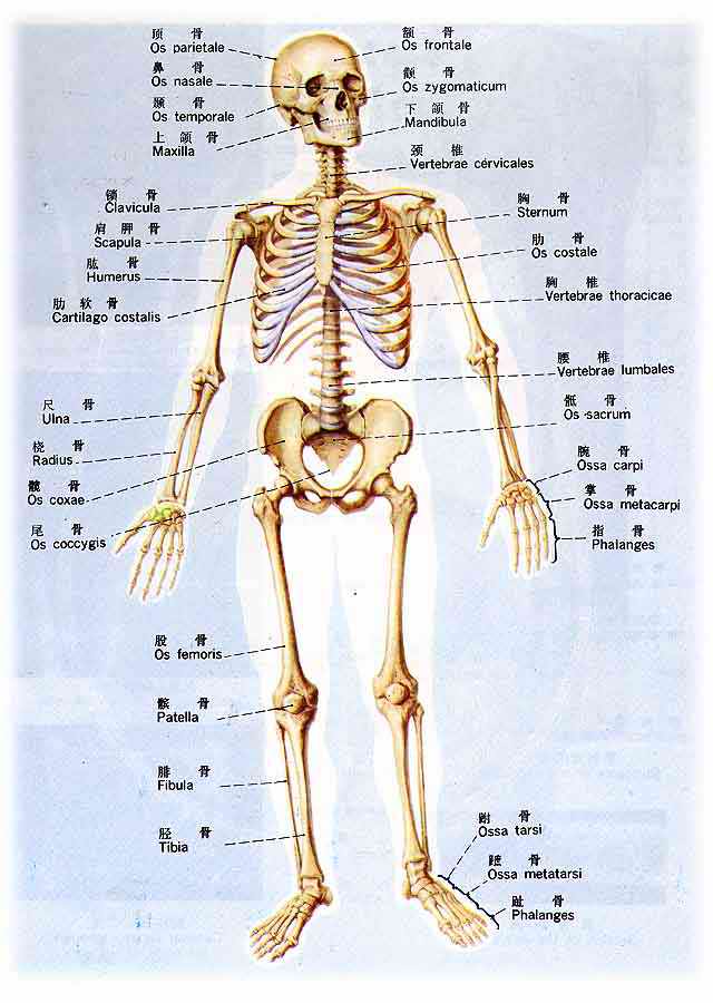 人体骨骼平面图.jpg