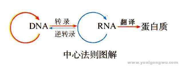 DNARNA.jpg