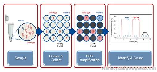 数字PCR的检测原理示意图.jpg