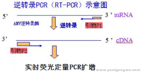 RT-PCR.png