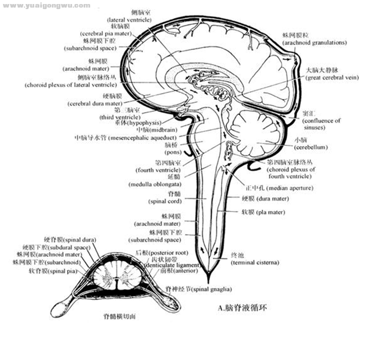 脑脊液系统图.png