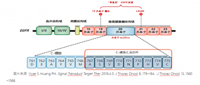DZD9008，针对EGFR ex20ins的有效抑制剂
